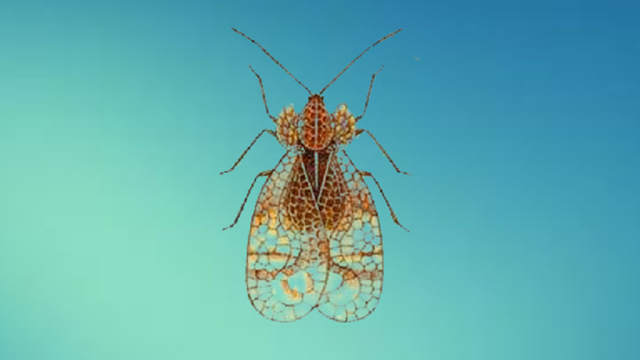 原来香蕉冠网蝽长这样