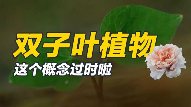 双子叶植物纲 百度百科