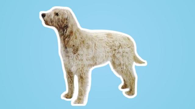 【秒懂百科】原来中型旺代长卷毛猎犬长这样