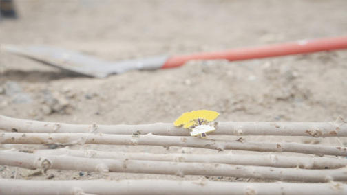 我有一片胡杨林