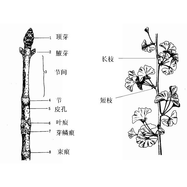 茎 植物的六大器官之一 百度百科