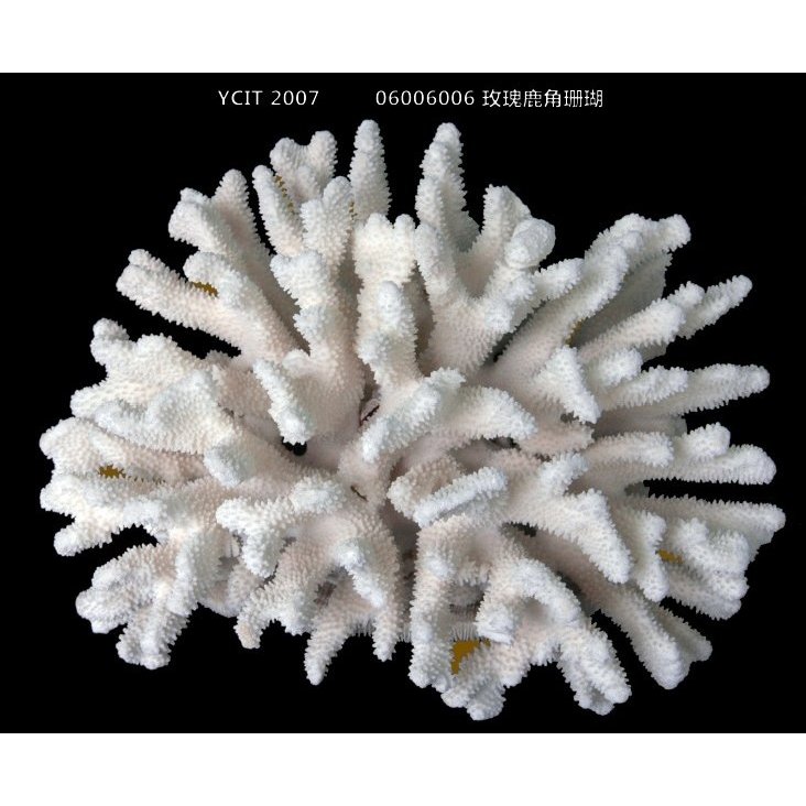 将来さん樣專用珊瑚 将来さん樣專用珊瑚 ホロライブプロダクション 沙花叉クロヱ 1/6 完成品