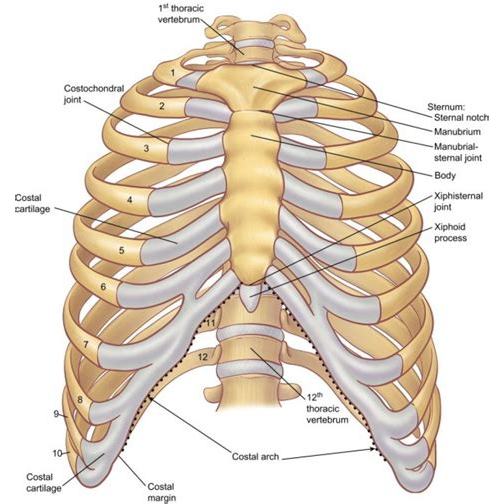 胸肋关节 百度百科