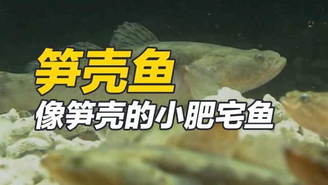云斑尖塘鳢 百度百科