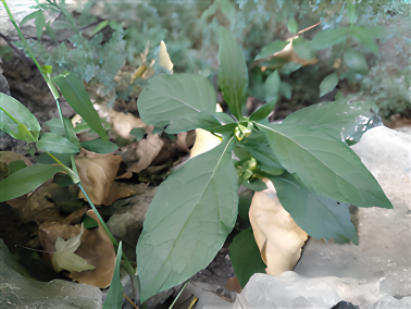 天名精（菊科天名精属植物）_百度百科