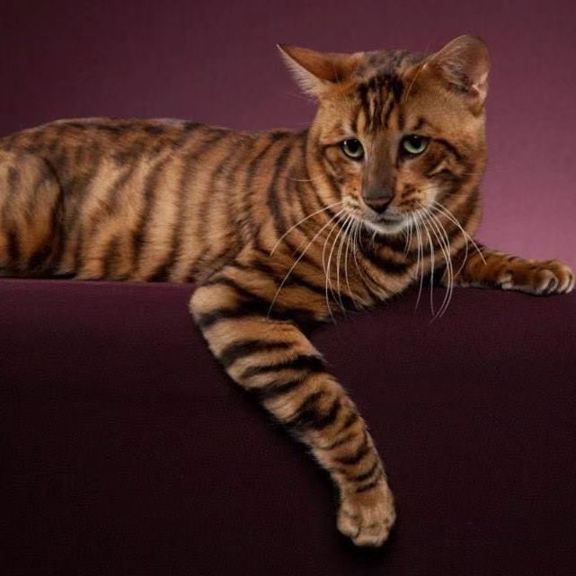 虎猫PC JXK 1/6叛逆的貓1/6 Rebellious cat – bidToys