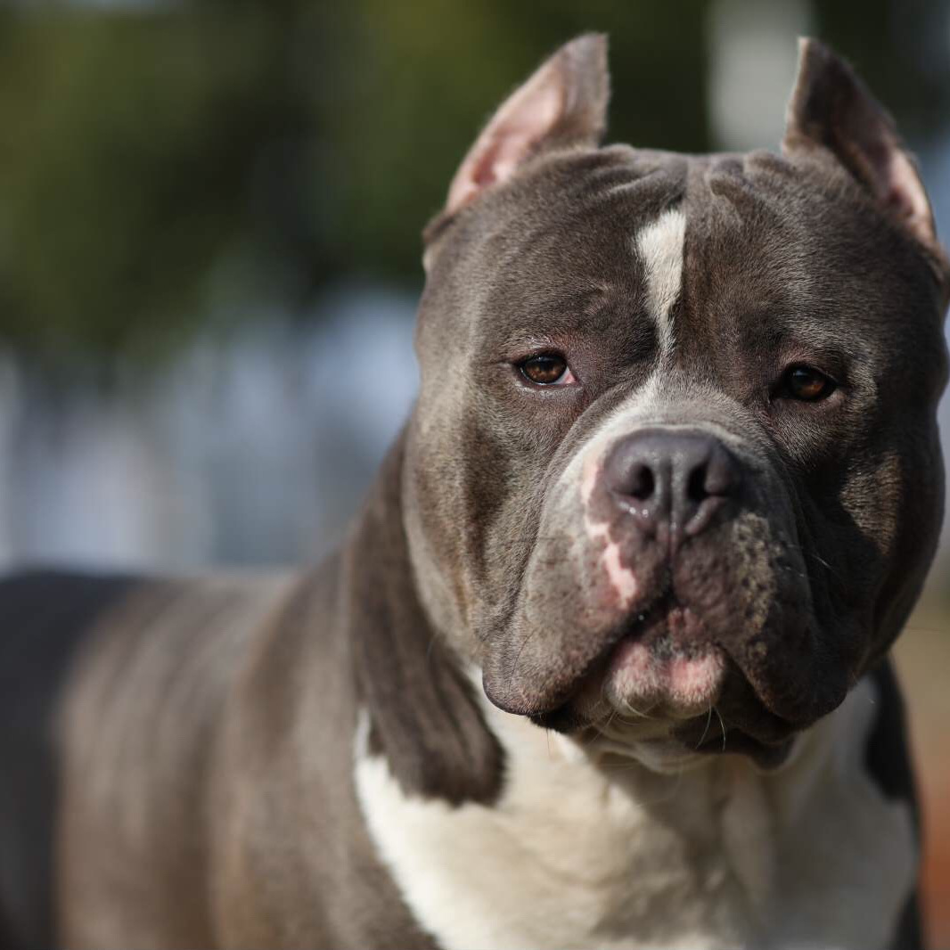 美国恶霸犬 百度百科