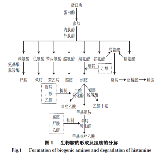 生物胺_百度百科