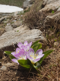 Colchicum kurdicum