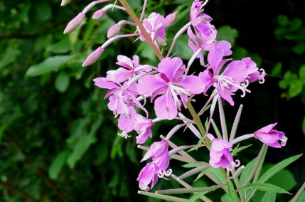 柳兰（柳叶菜科柳兰属属植物）_百度百科