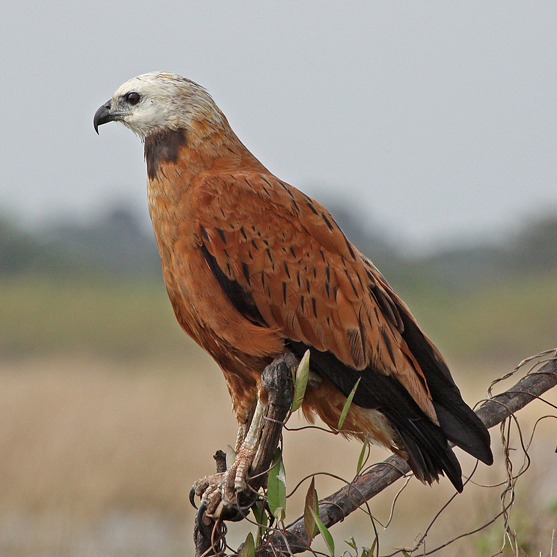 黑领鹰_百度百科