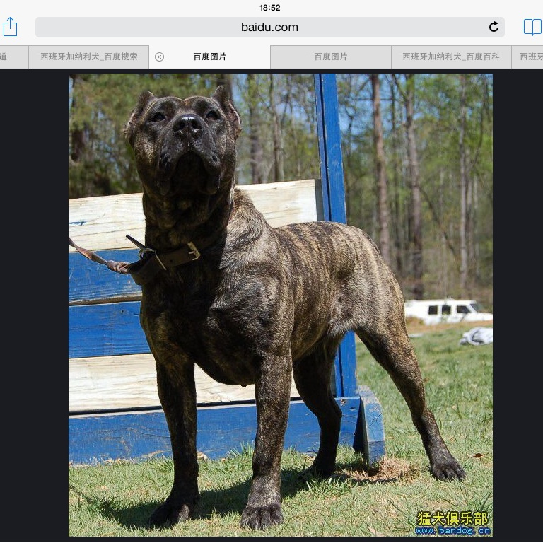 西班牙加纳利犬 百度百科