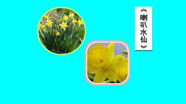 喇叭水仙 百度百科