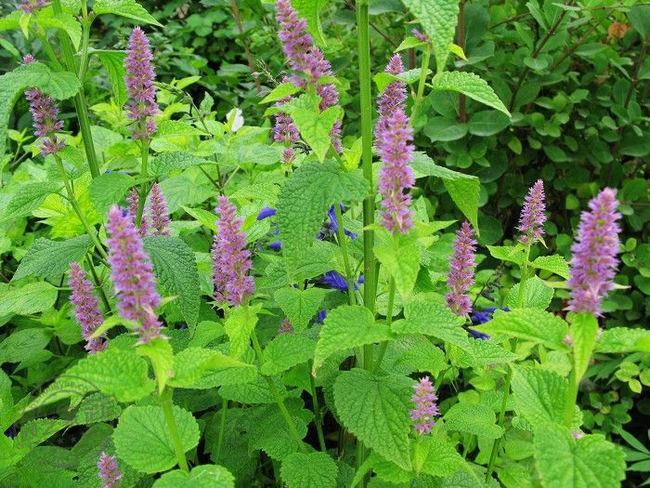 夏枯草 唇形科夏枯草属植物 百度百科