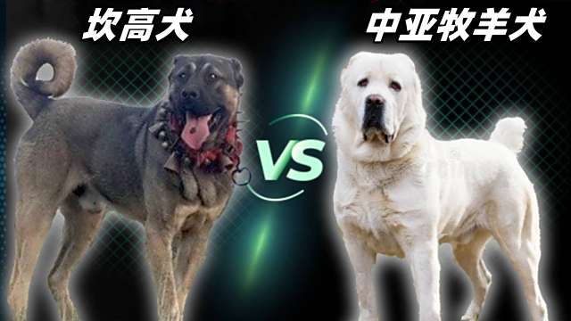 中亚牧羊犬 百度百科