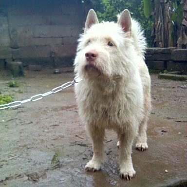 下司犬 百度百科