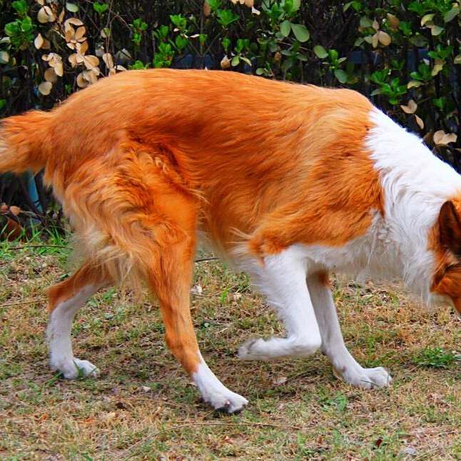 牧羊犬 工作犬种 百度百科