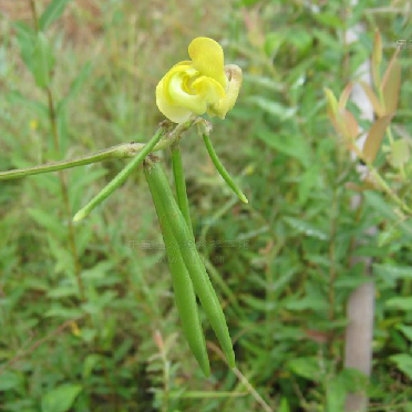 贼小豆 百度百科