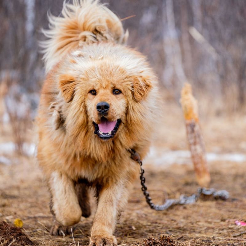 藏獒 起源于中国西藏的大型犬类 百度百科