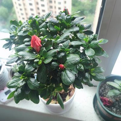 杜鹃 杜鹃花科杜鹃属植物 百度百科