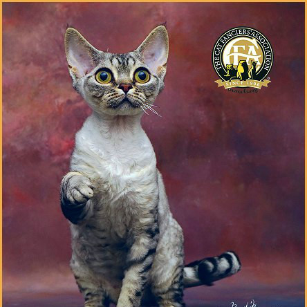 德文卷毛猫 百度百科