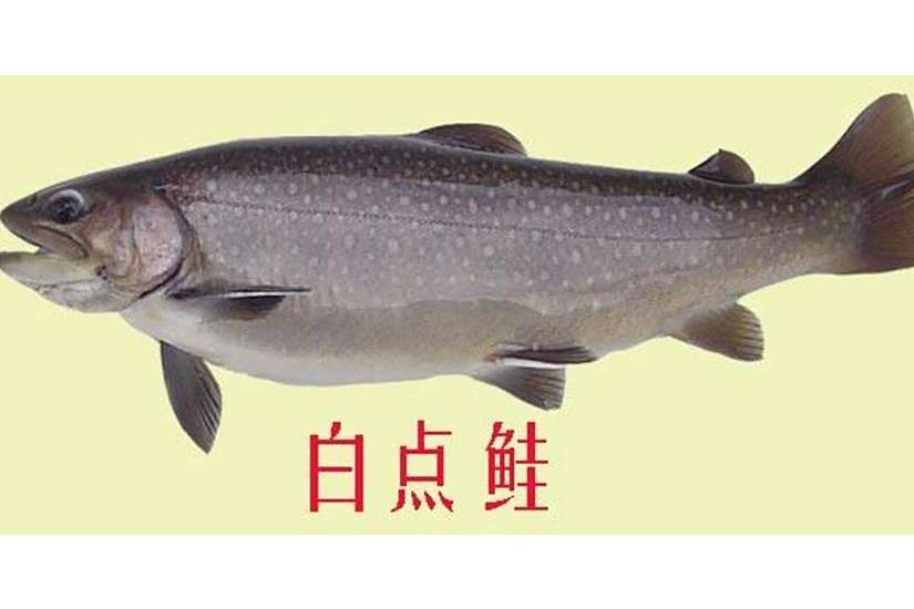 白點鮭 百度百科