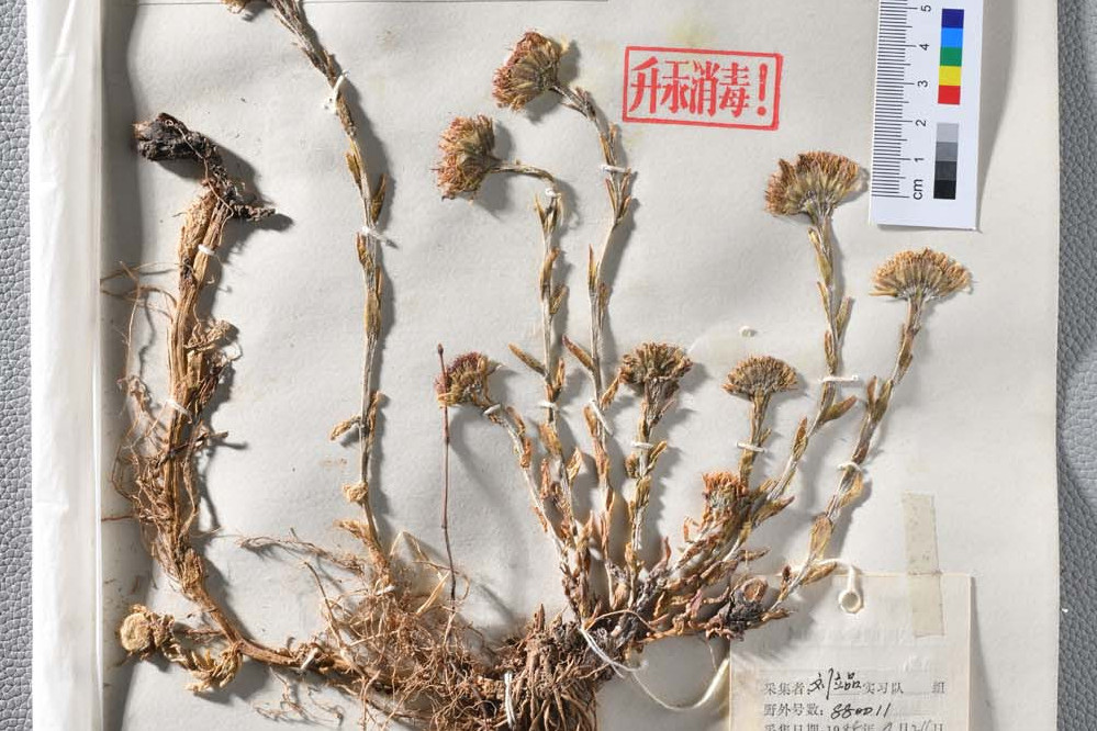 冬花 百度百科