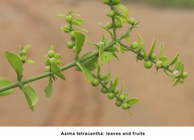 Azima tetracantha_百度百科