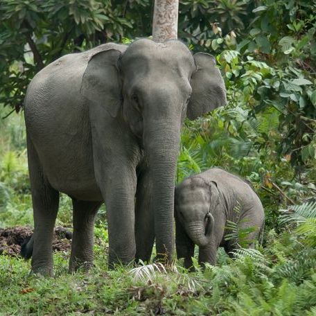 印度象 百度百科