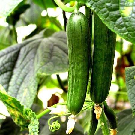黄瓜 葫芦科黄瓜属植物 百度百科