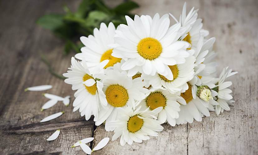 菊花火锅 百度百科