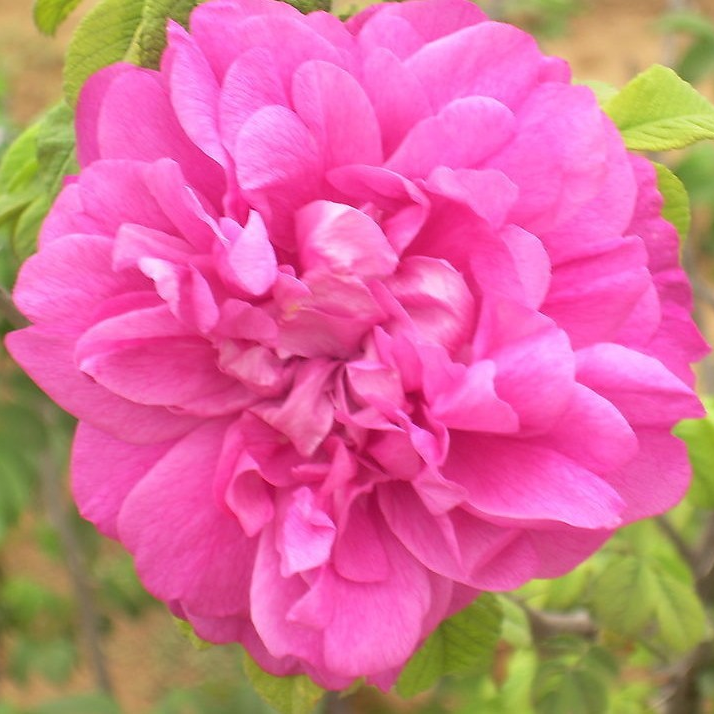 食用玫瑰 百度百科