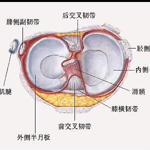 内侧半月板 百度百科