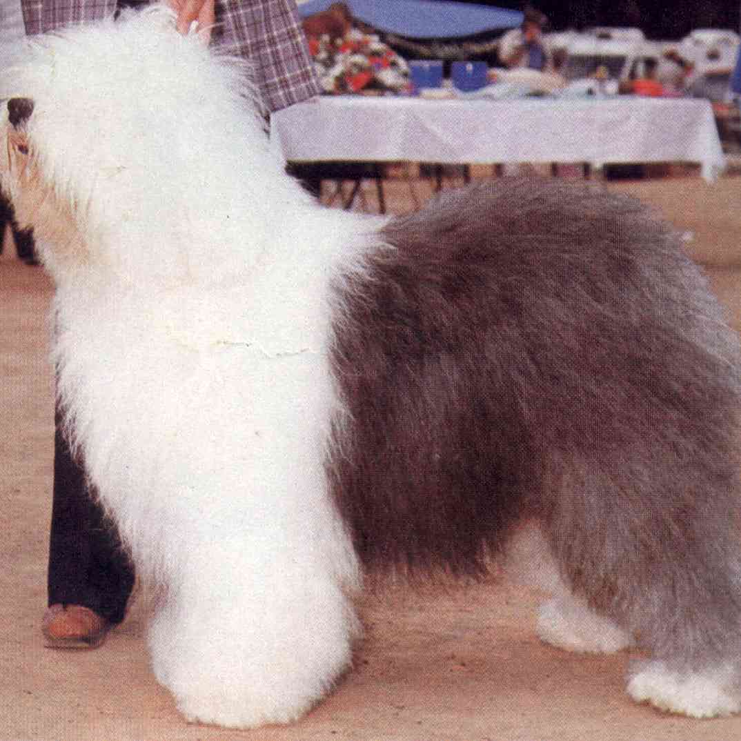 大型犬品种 百度百科