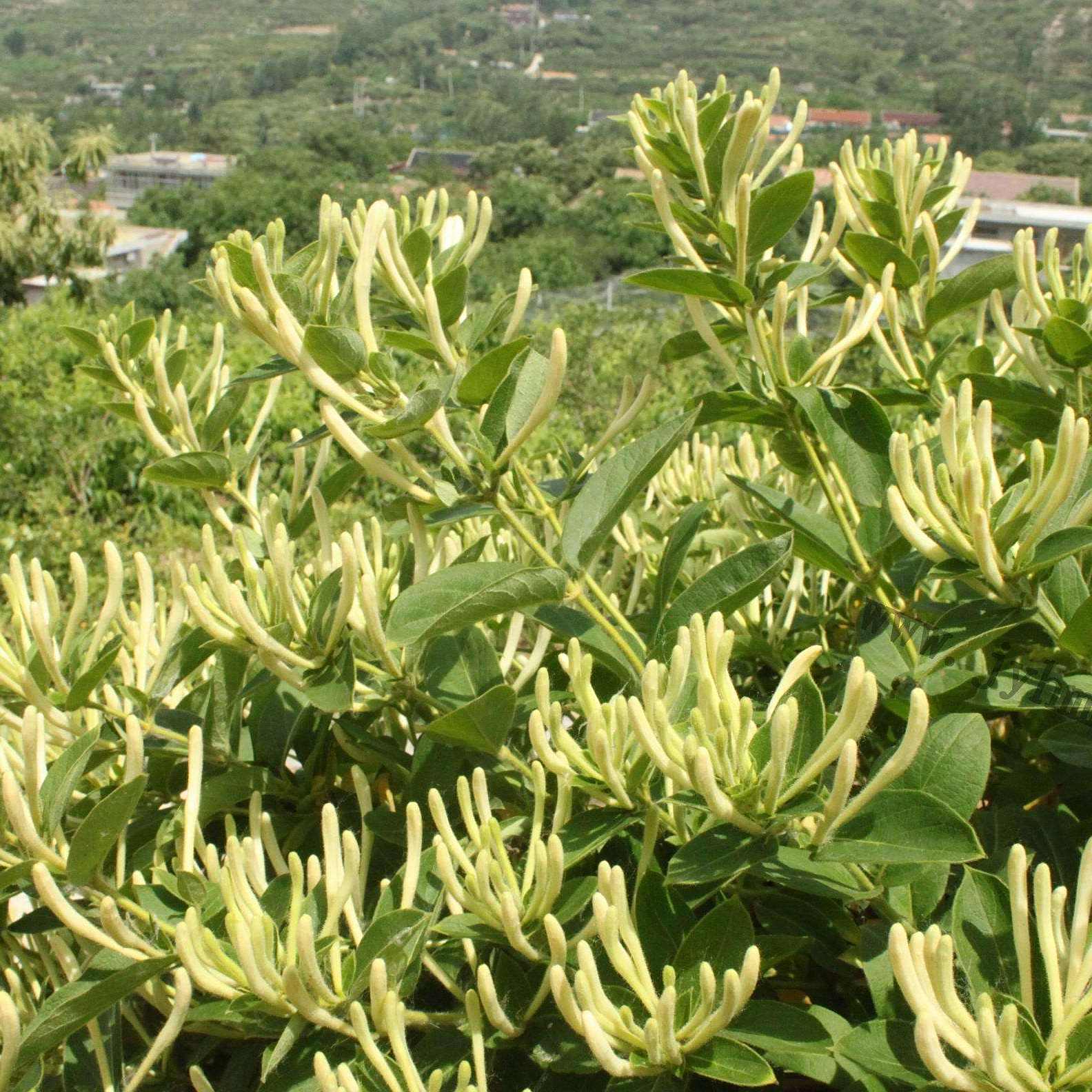 南江金银花 百度百科