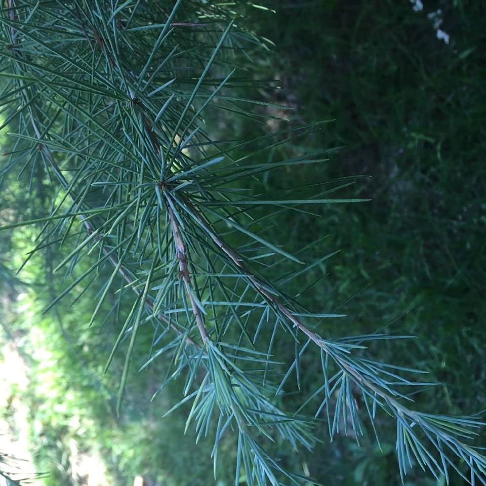 针叶松 百度百科