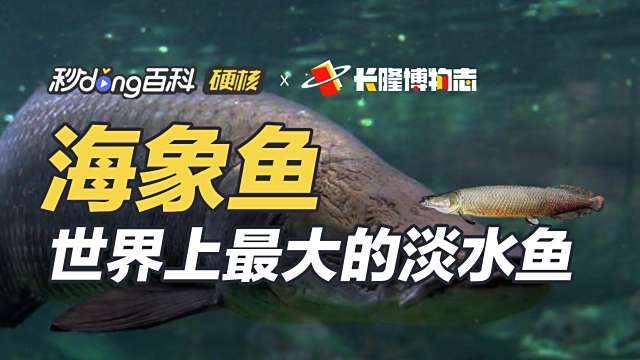 巨骨舌鱼 百度百科