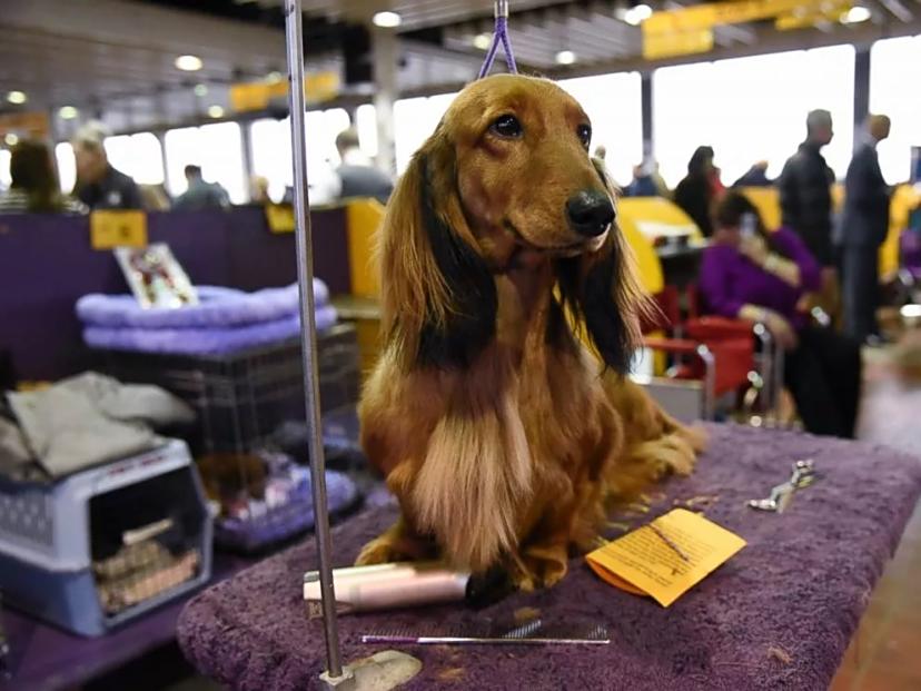 腊肠犬 哺乳纲动物 百度百科