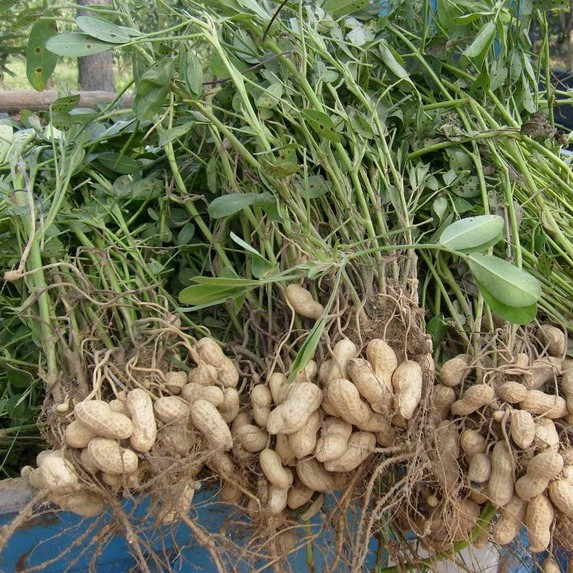 春花生 百度百科