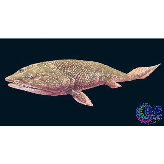 鱼类祖先 百度百科