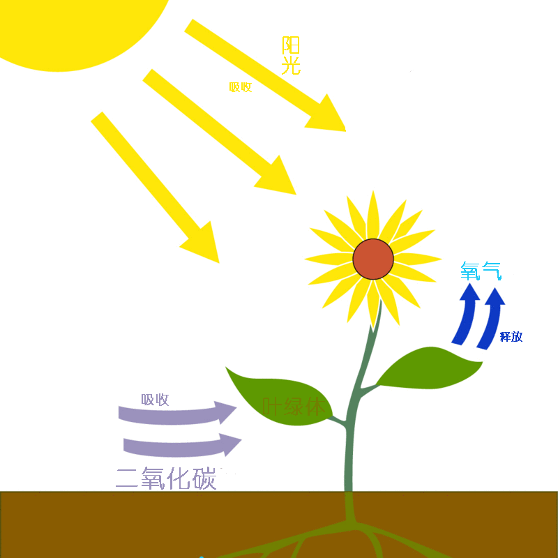光合作用 绿色植物吸收光能把二氧化碳和水合成有机物同时释放氧气的过程 百度百科