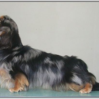 长毛腊肠犬 百度百科