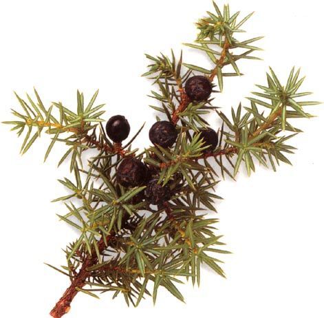 杜松子（柏科桧属植物莓果）_百度百科
