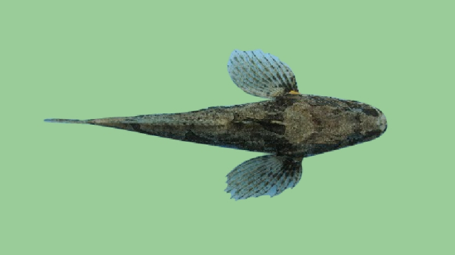 松江鲈鱼:故有"四鳃鲈"之称