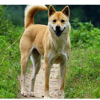 中华田园犬 百度百科