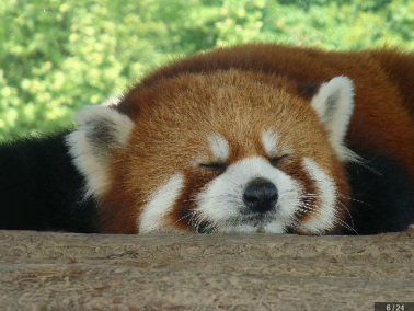 小熊猫 小熊猫（小熊猫科小熊猫属下的一种动物）_百度百科