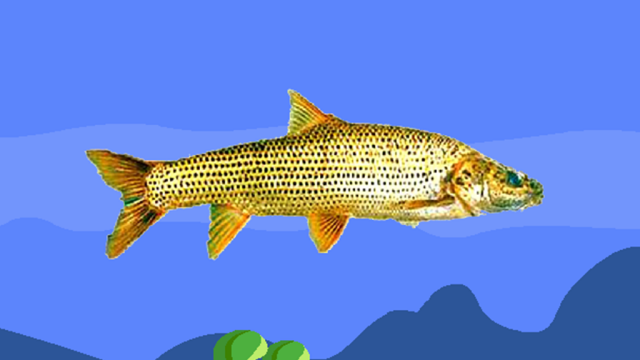 原来金沙鲈鲤长这样