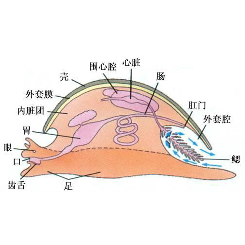 外套膜 百度百科