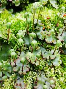 地钱（地钱科地钱属植物）_百度百科