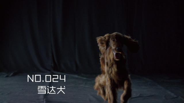 雪达犬 百度百科